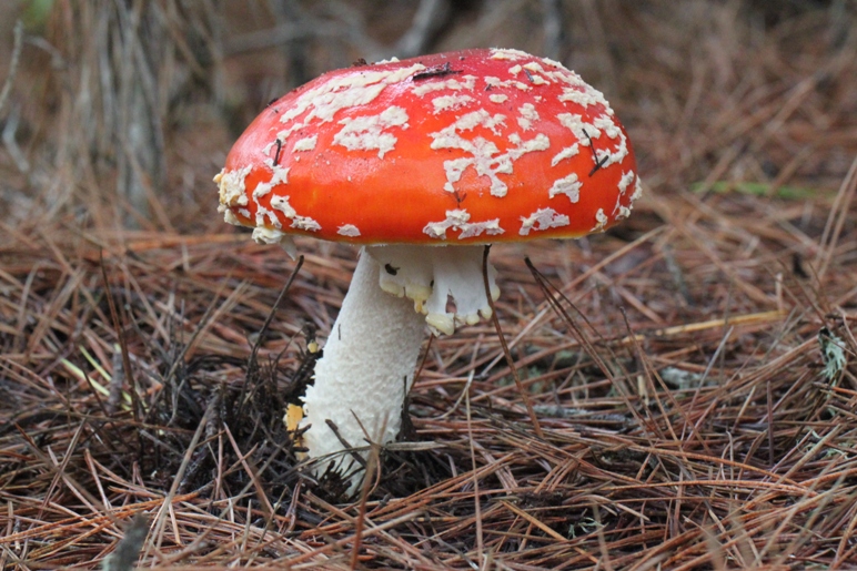 amanita